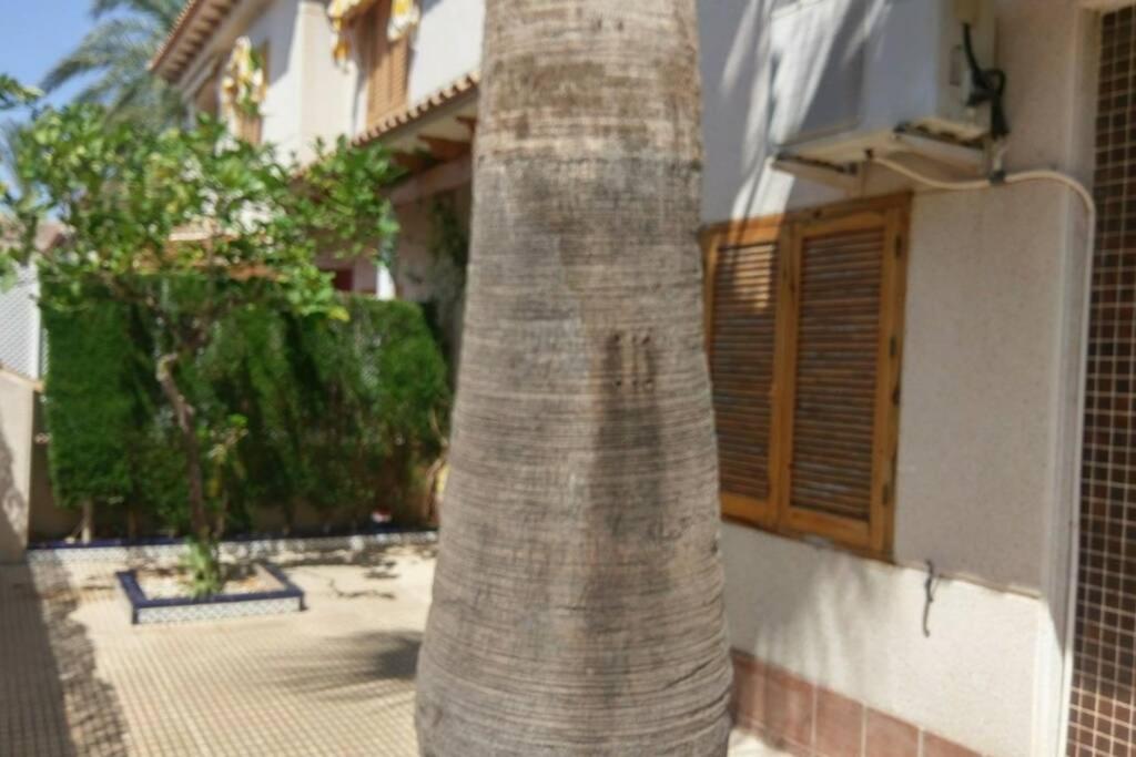 La Casa De La Palmera Leilighet Torrevieja Eksteriør bilde